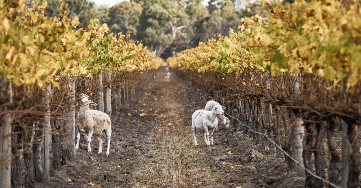 Image of sheep grazing in vineyard