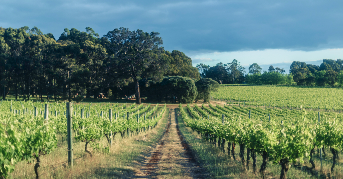 Margaret River Vineyard: Image Credit, Wine Australia