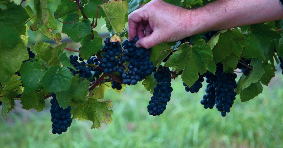 Pinot noir grapes on the vine