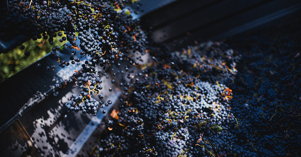Chianti grapes being crushed at harvest