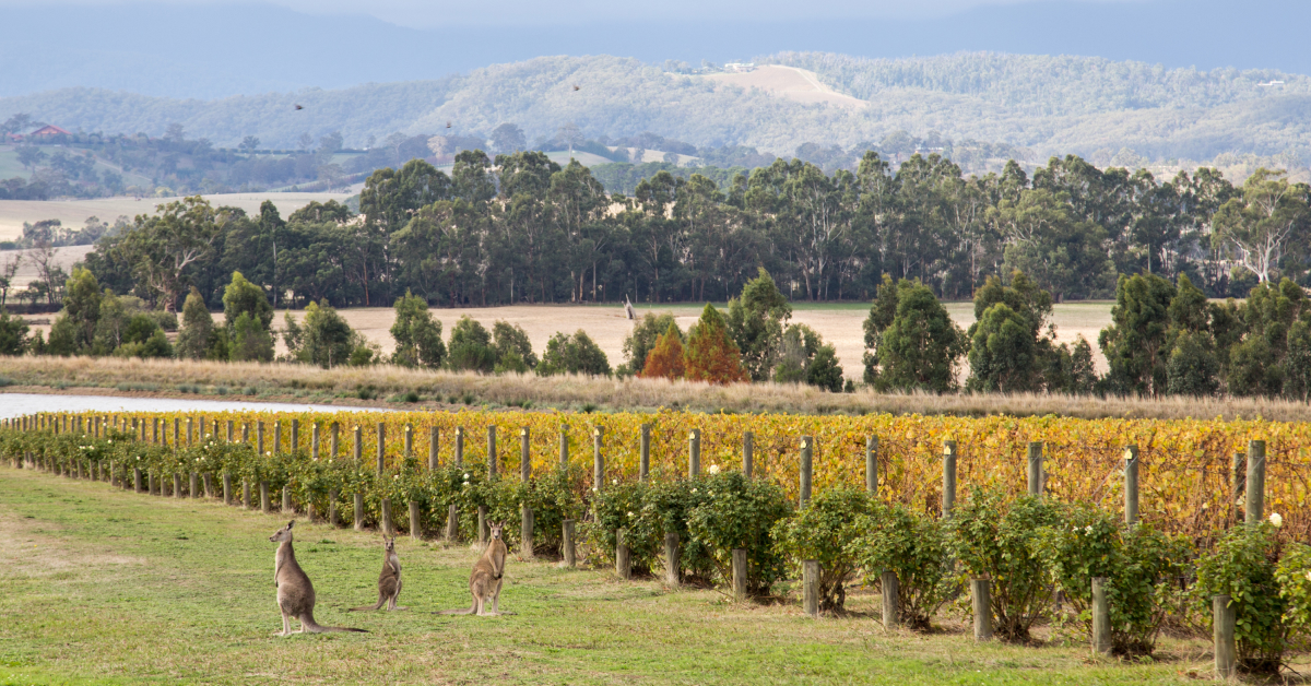 Yarra Valley Chardy thumbnail 3