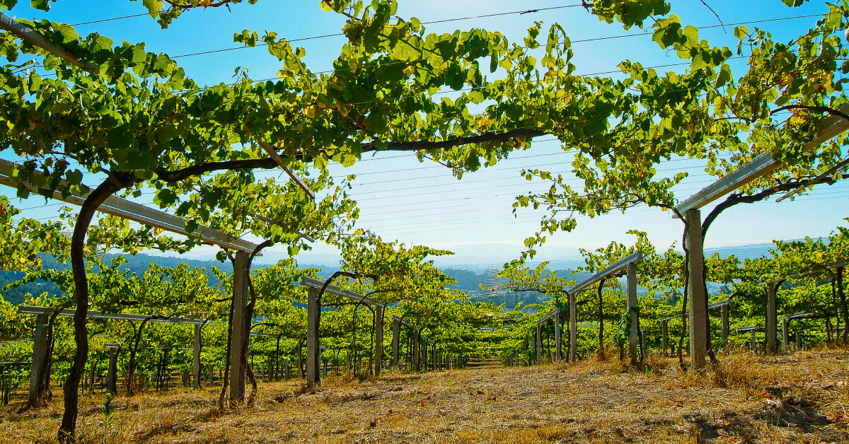 Vines in Rías Baixas
