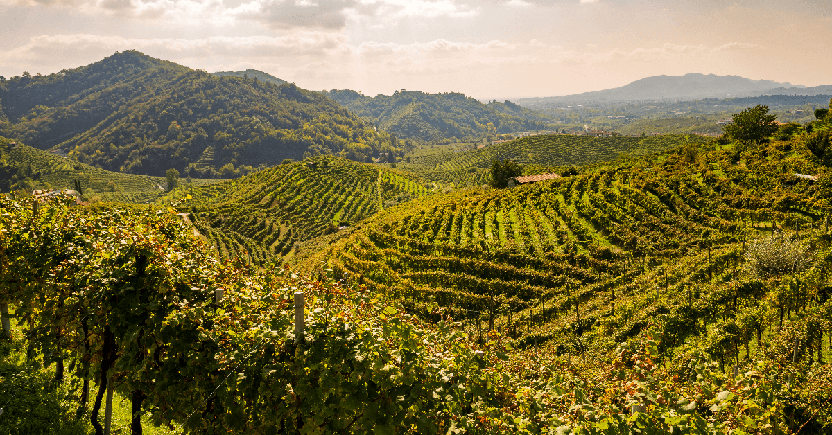 Image of vineyards in the village of Conegliano.