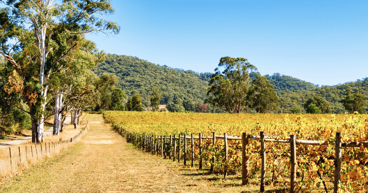 Image of vines in the King Valley