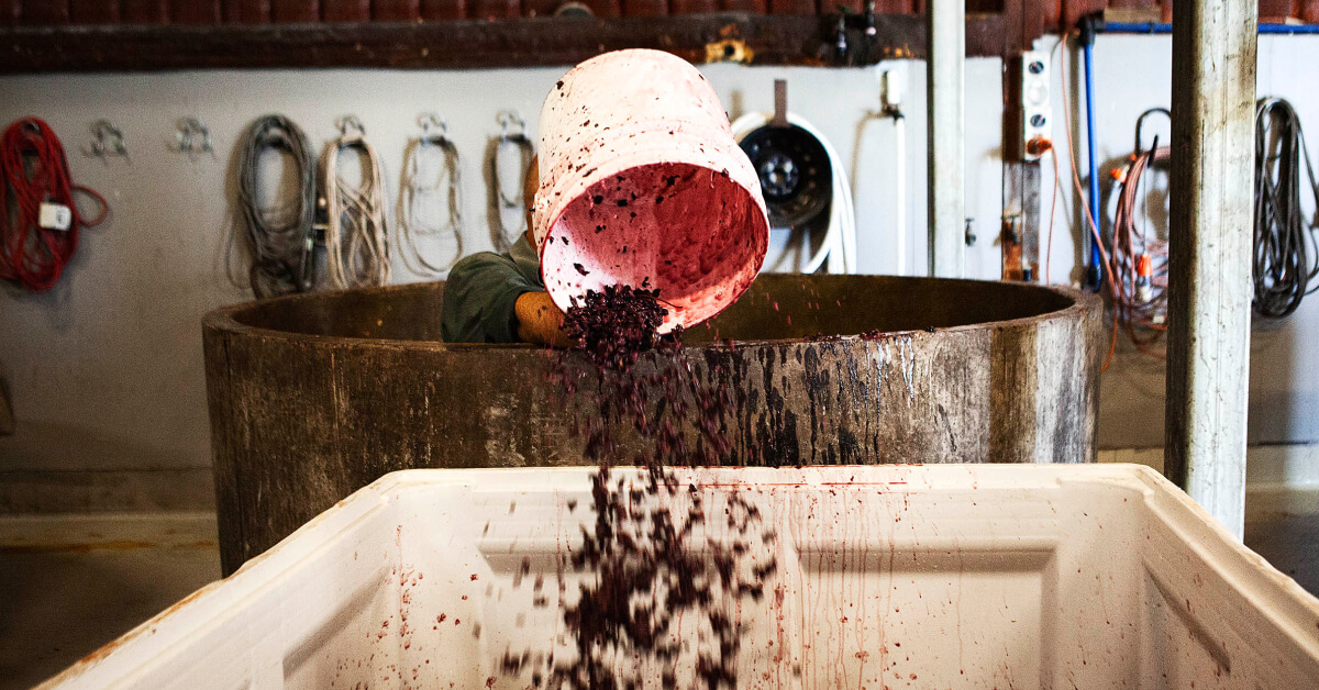 Image of grapes being emptied in the winery
