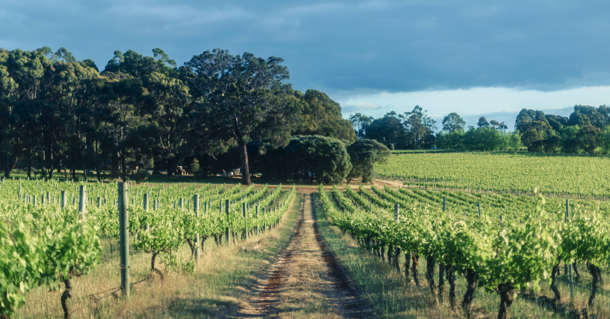 Featured in a guide to the wines of Margaret River by Vinomofo | Epic wine deals, happiness guaranteed.