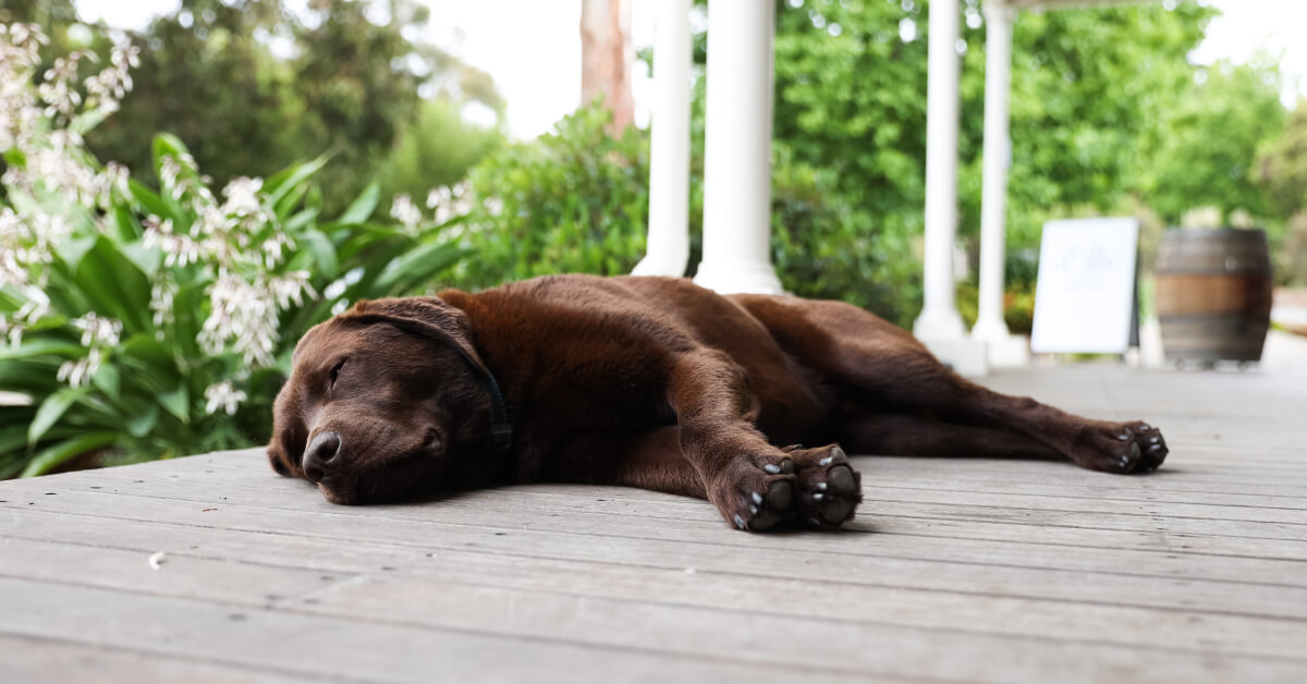 Rob Dolan Cellar Door featuring dog friendly spaces and a relaxed, casual atmosphere