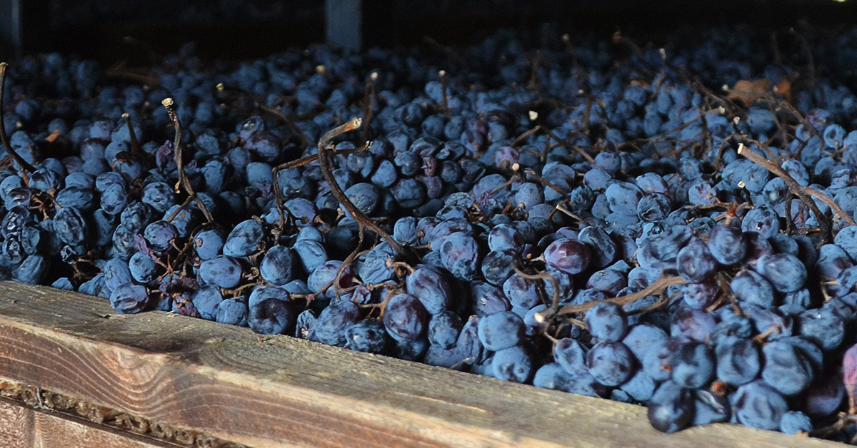 Corvina grapes drying on racks to make Amarone in Valpolicella