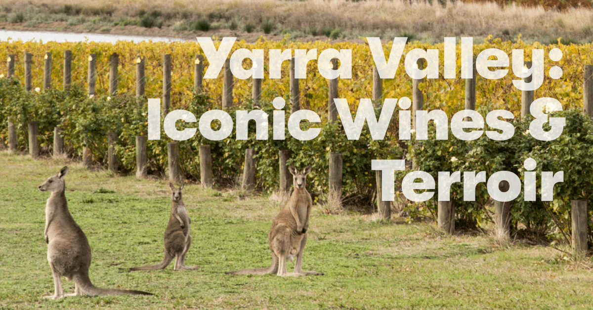 Yarra Valley - an intro guide to the iconic wines and terroir