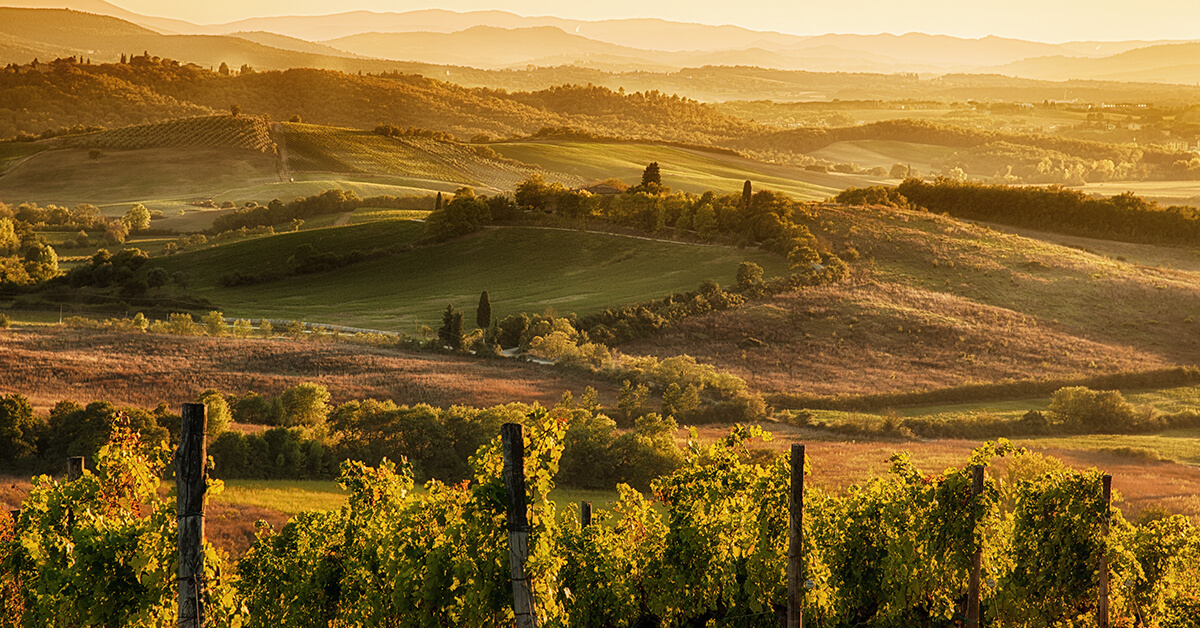 View of Tuscan vineyard