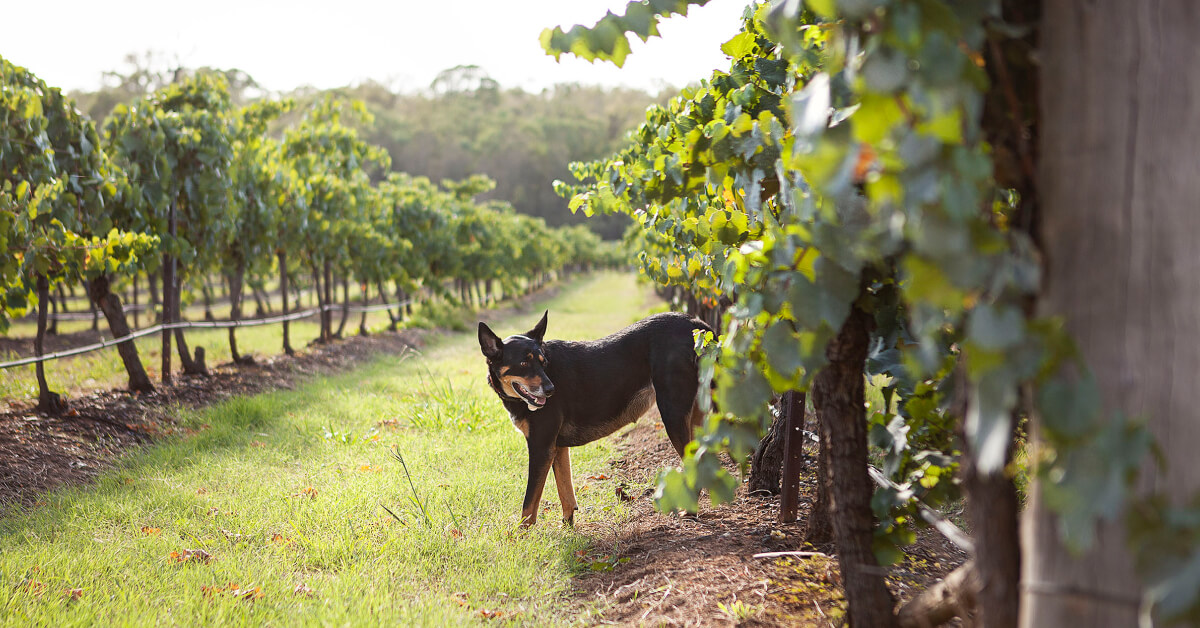 A dog in a Hunter Valley Vineyard