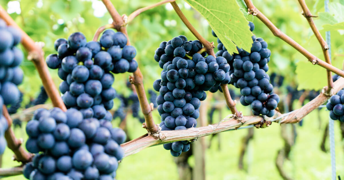 Image of pinot noir grapes on vine