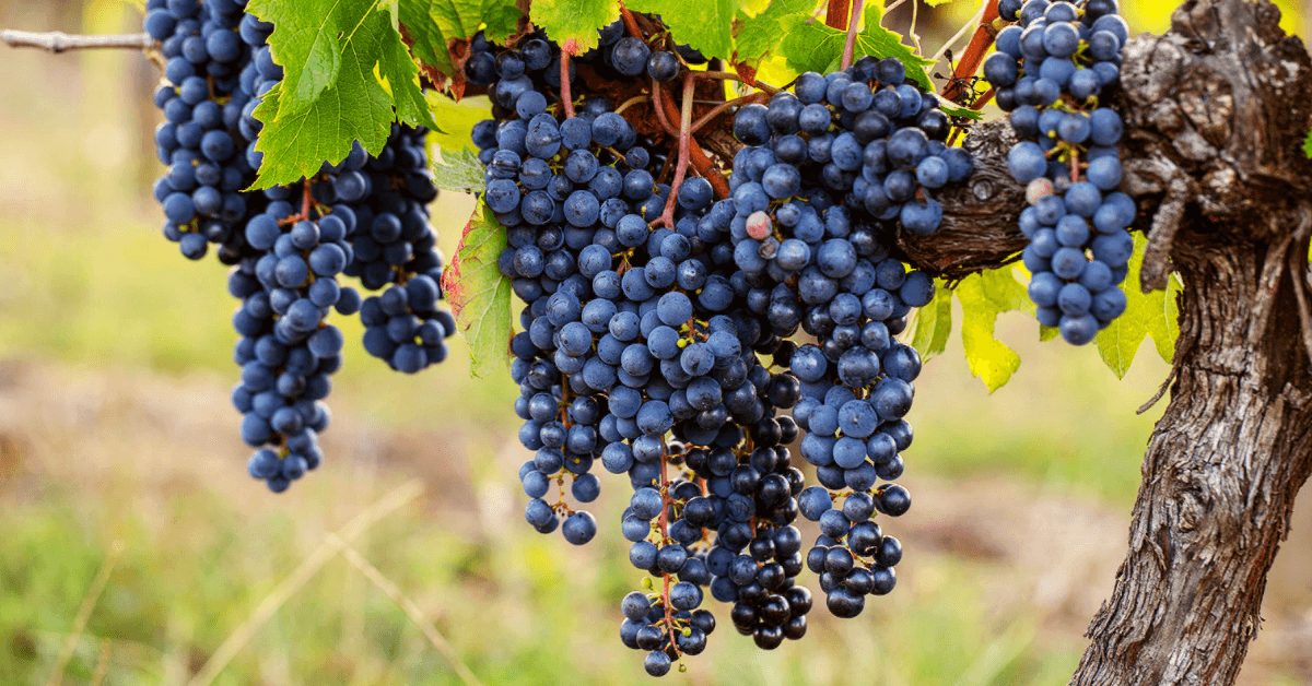Black merlot grapes on the vine