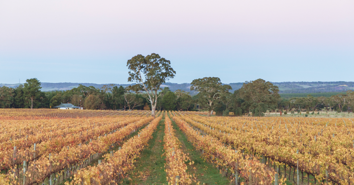 Image of a vineyard in Adelaide Hills