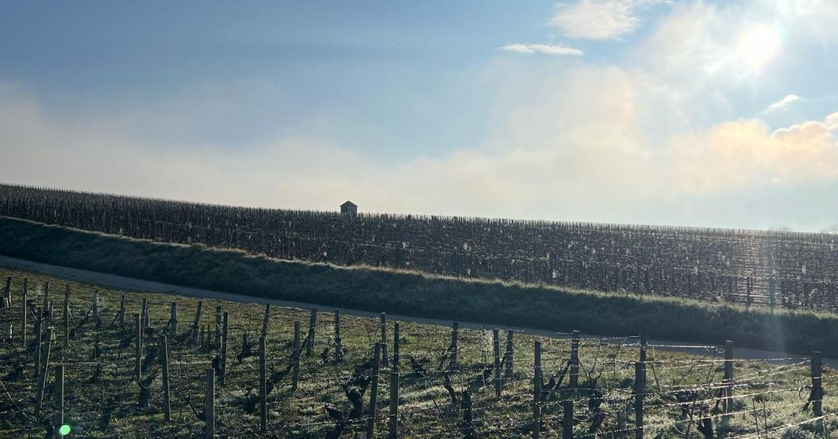 Domaine Vocoret Vineyard