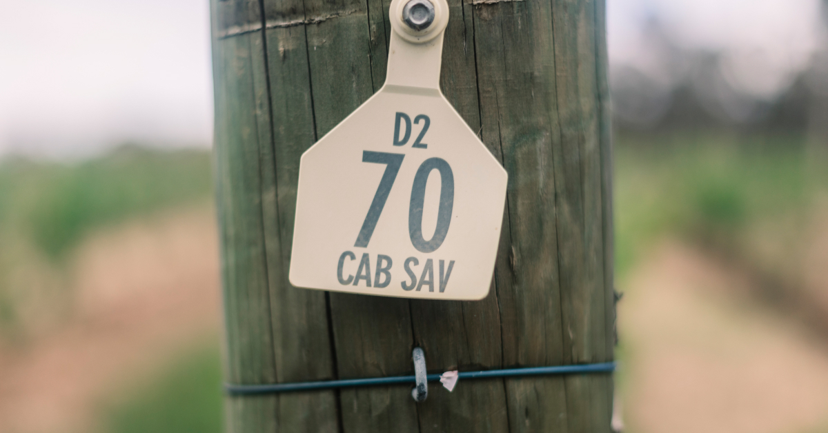 Margaret River Cab Sav vines, image credit Wine Australia
