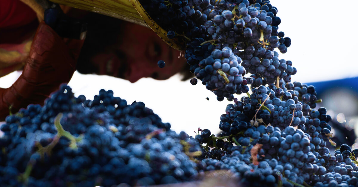 Grapes being harvested in Beaujolais