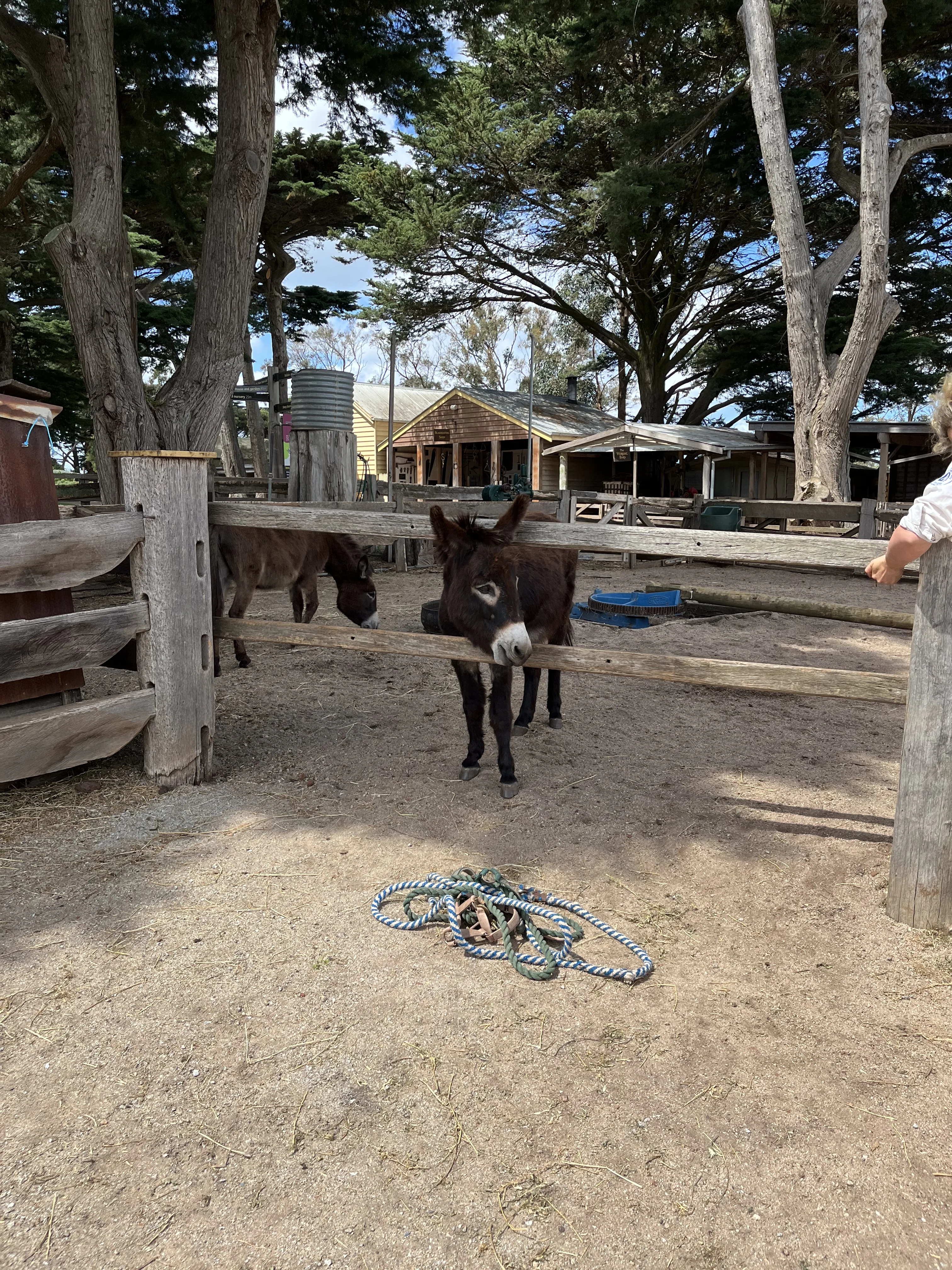 Donkey at the Churchill Island Heritage Farm. Phillip Island, Victoria.