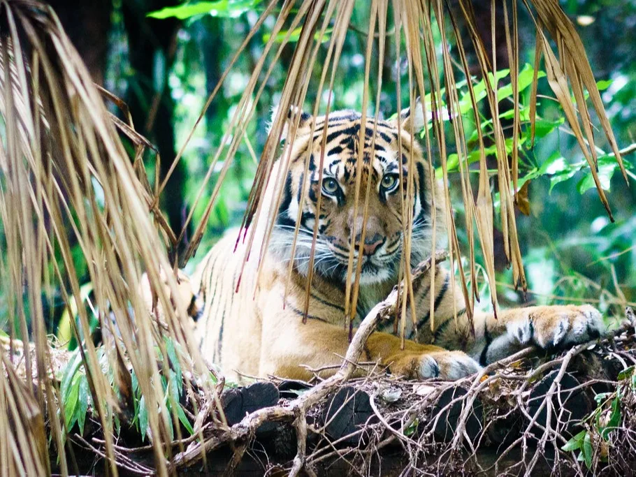 Tiger looking through leaves at Melbourne Zoo.