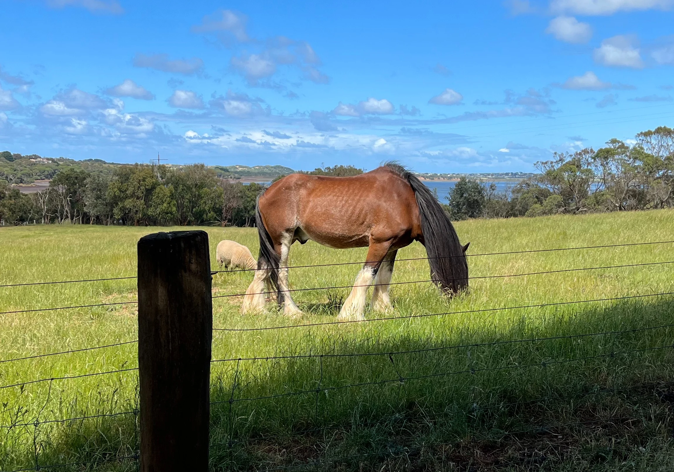 Brown horse at Churchill Island Heritage Farm, Phillip Island, Victoria.