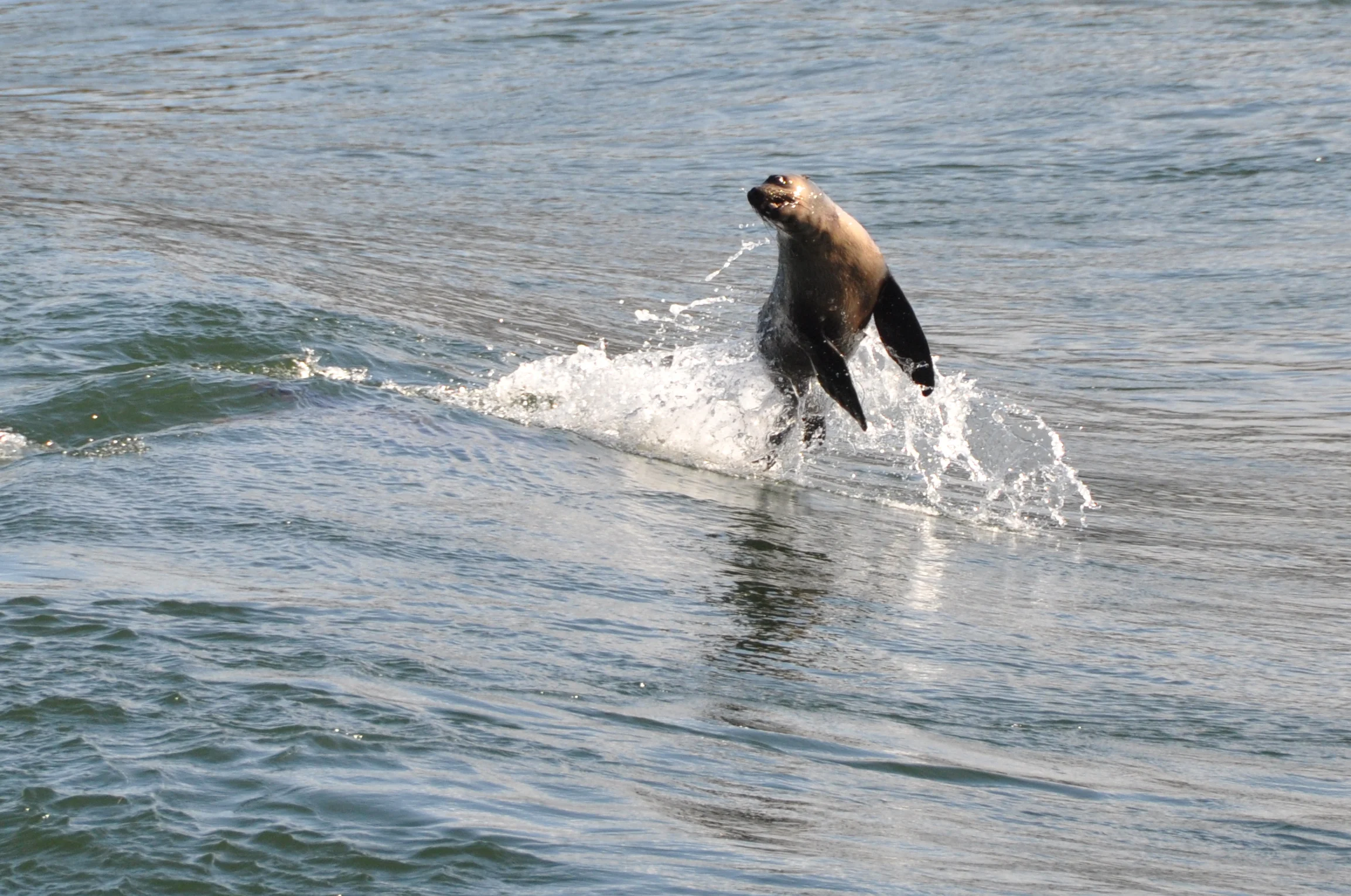 Seal at Lakes Entrance, Gippsland. 