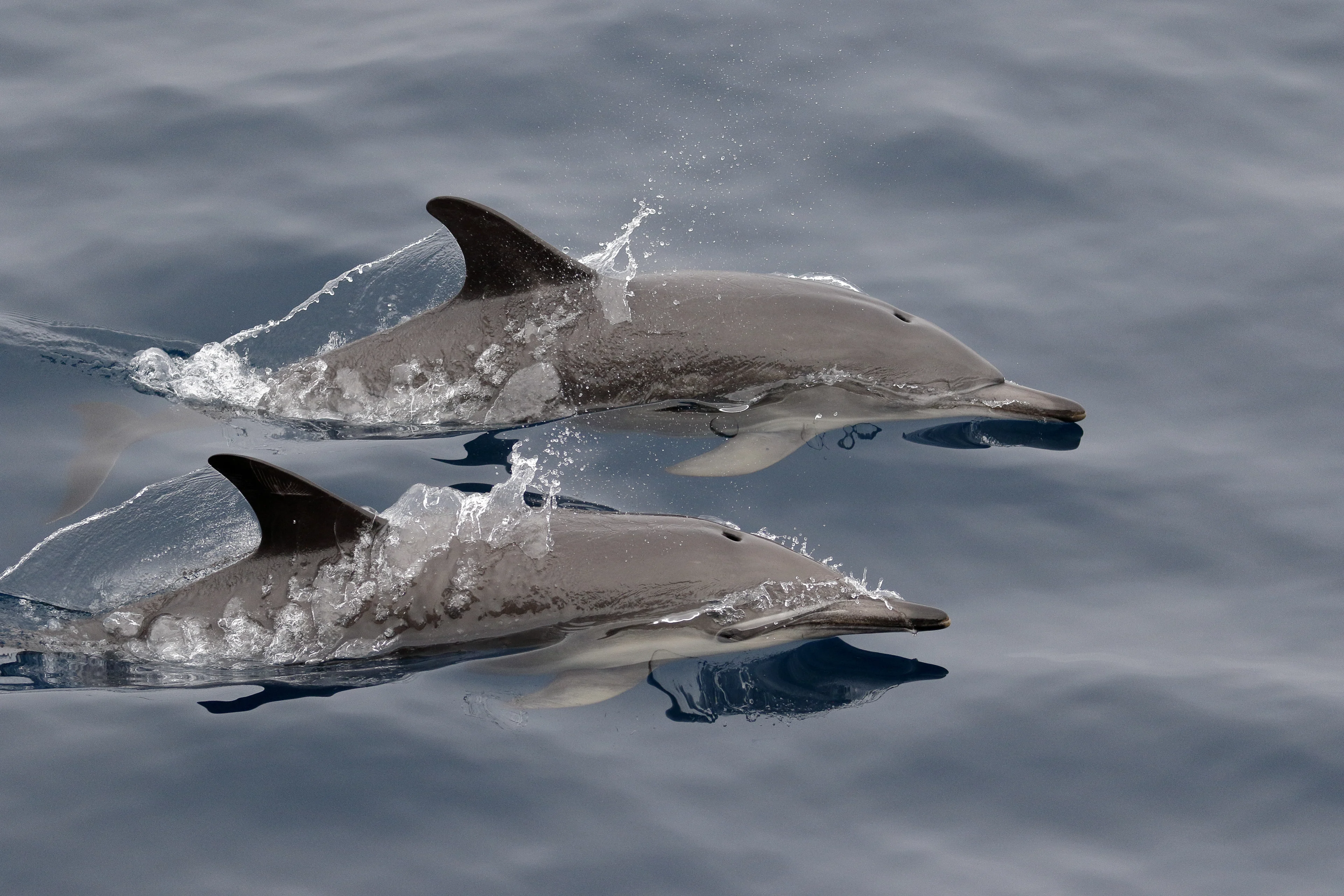 Common Dolphins outside Port Fairy, Victoria.
