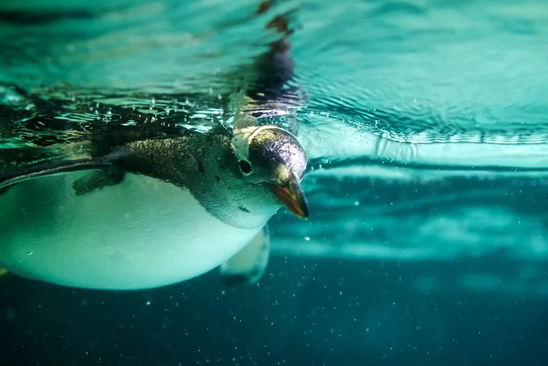 Pengiun at SEA LIFE Melbourne Aquarium. 