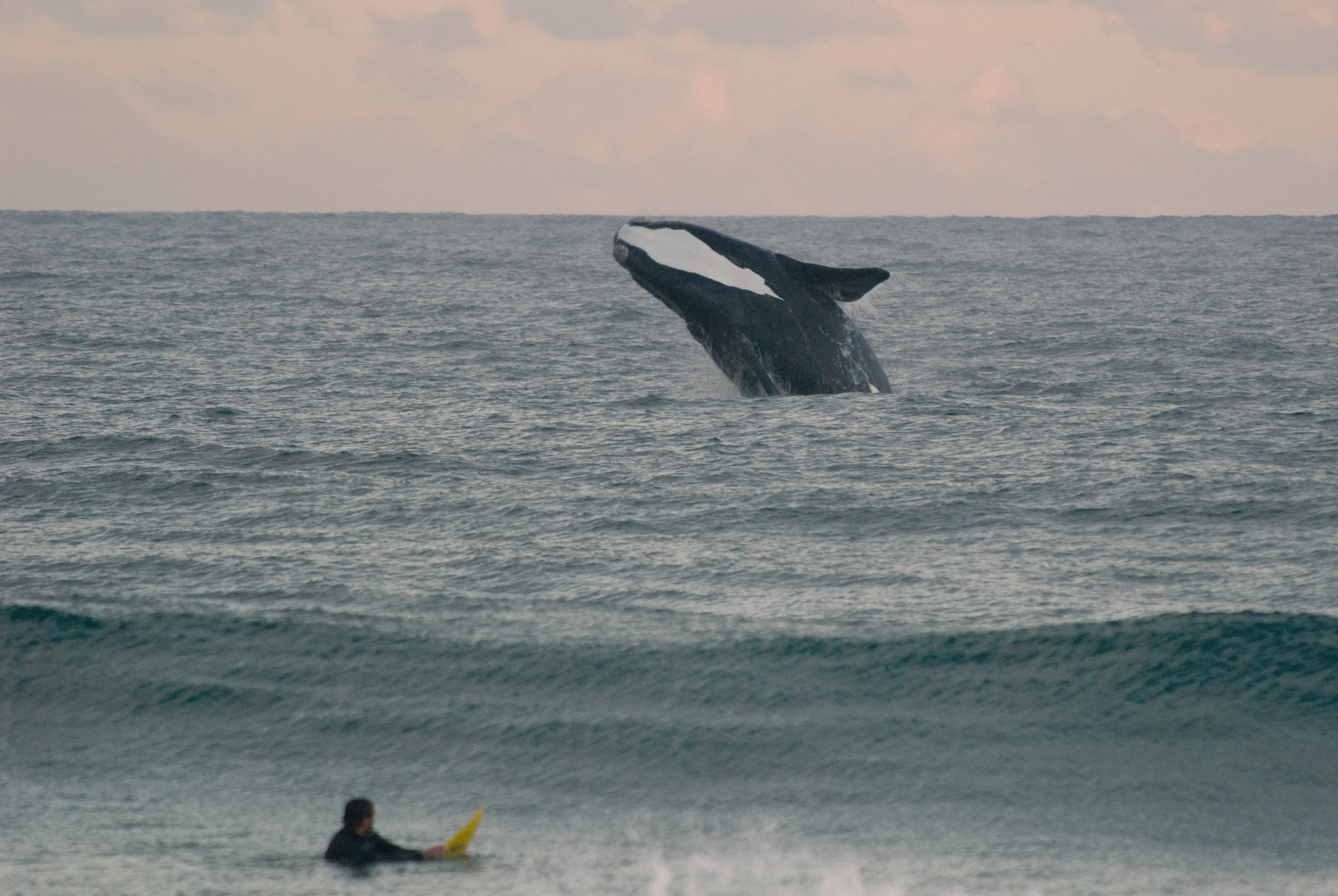 Southern Right Whale - Evening. 