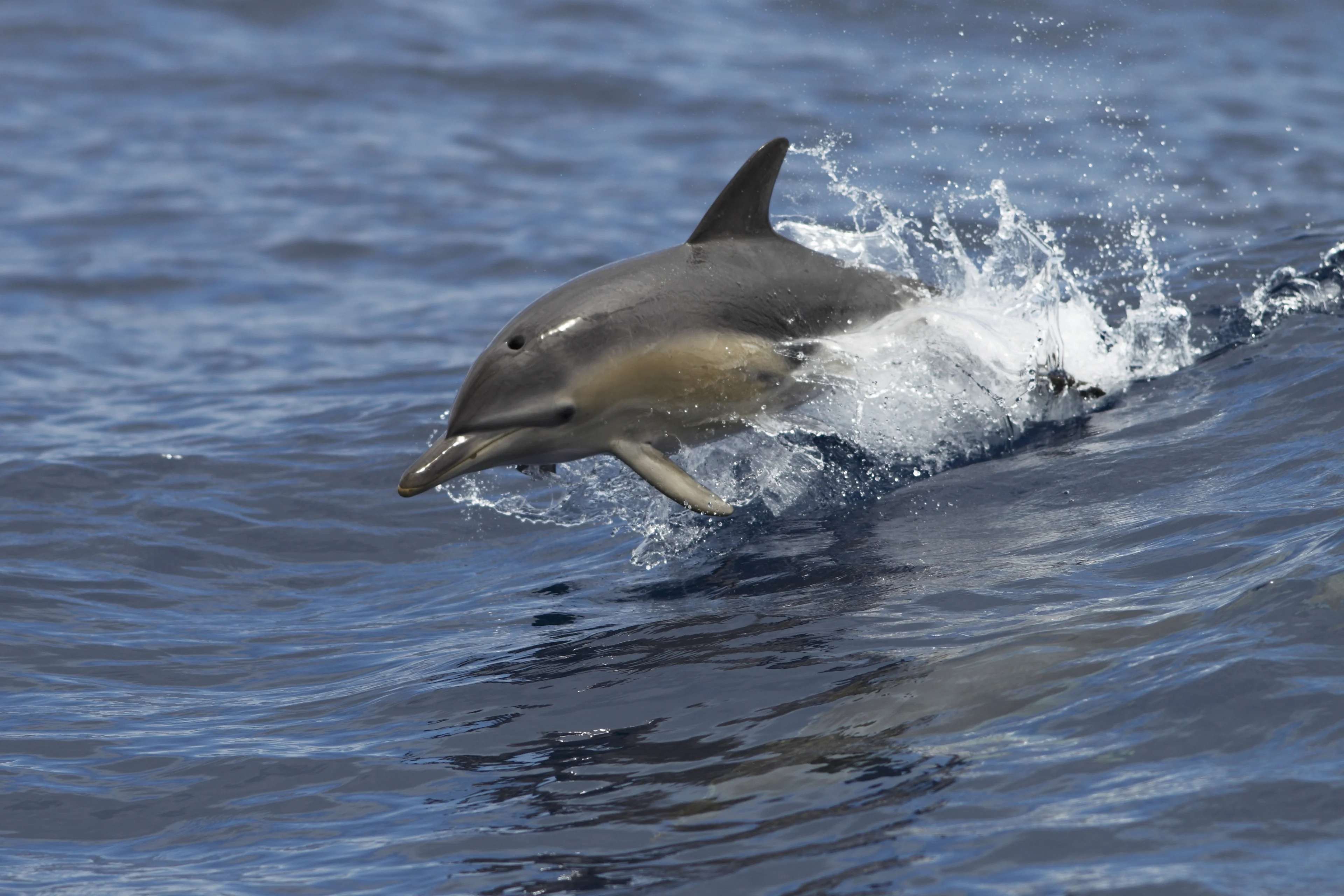 A dolphin jumping out of the water near Port Fairy, Victoria.