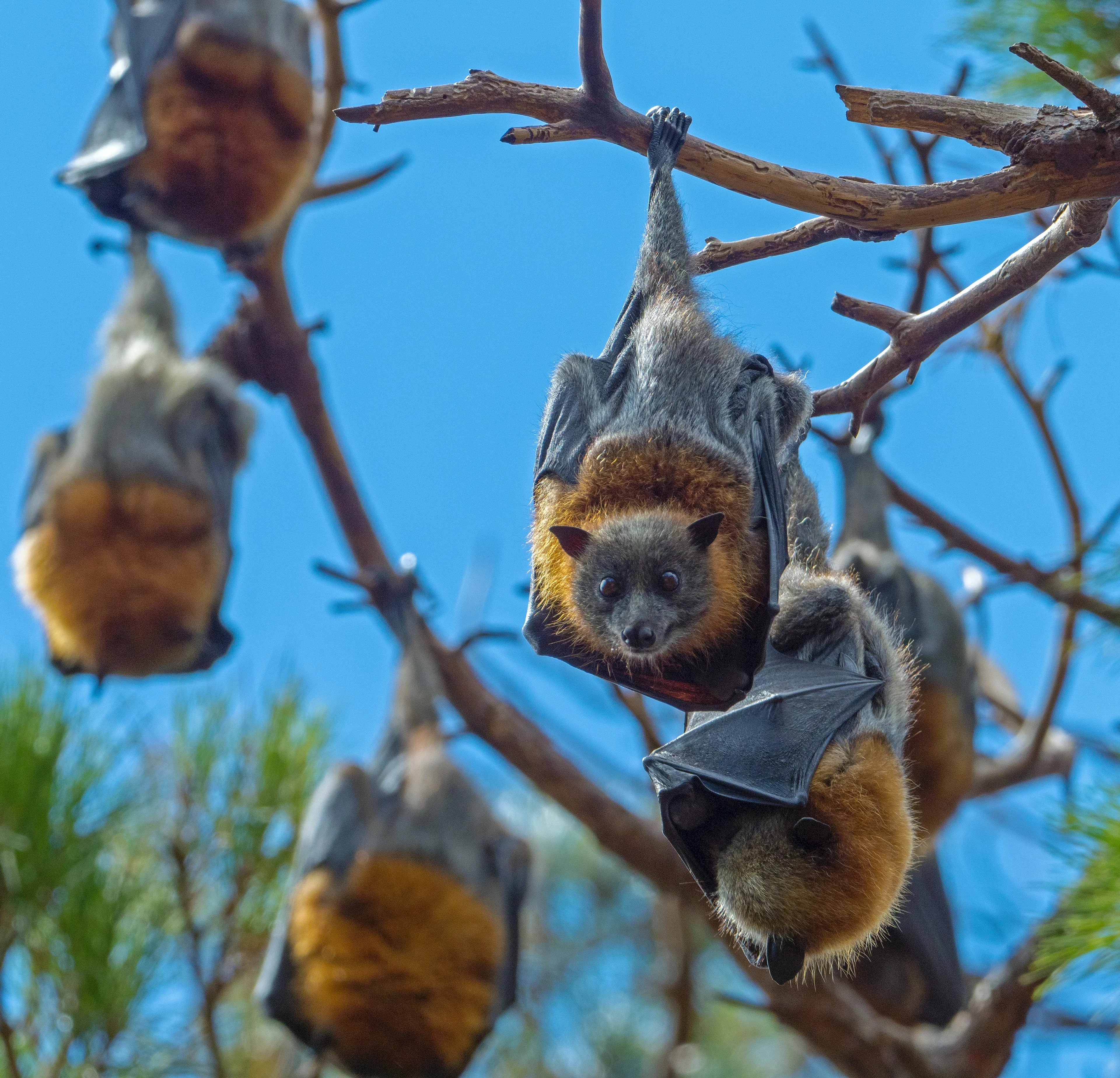 Flying Foxes hanging in a tree at Eastern Park, Victoria