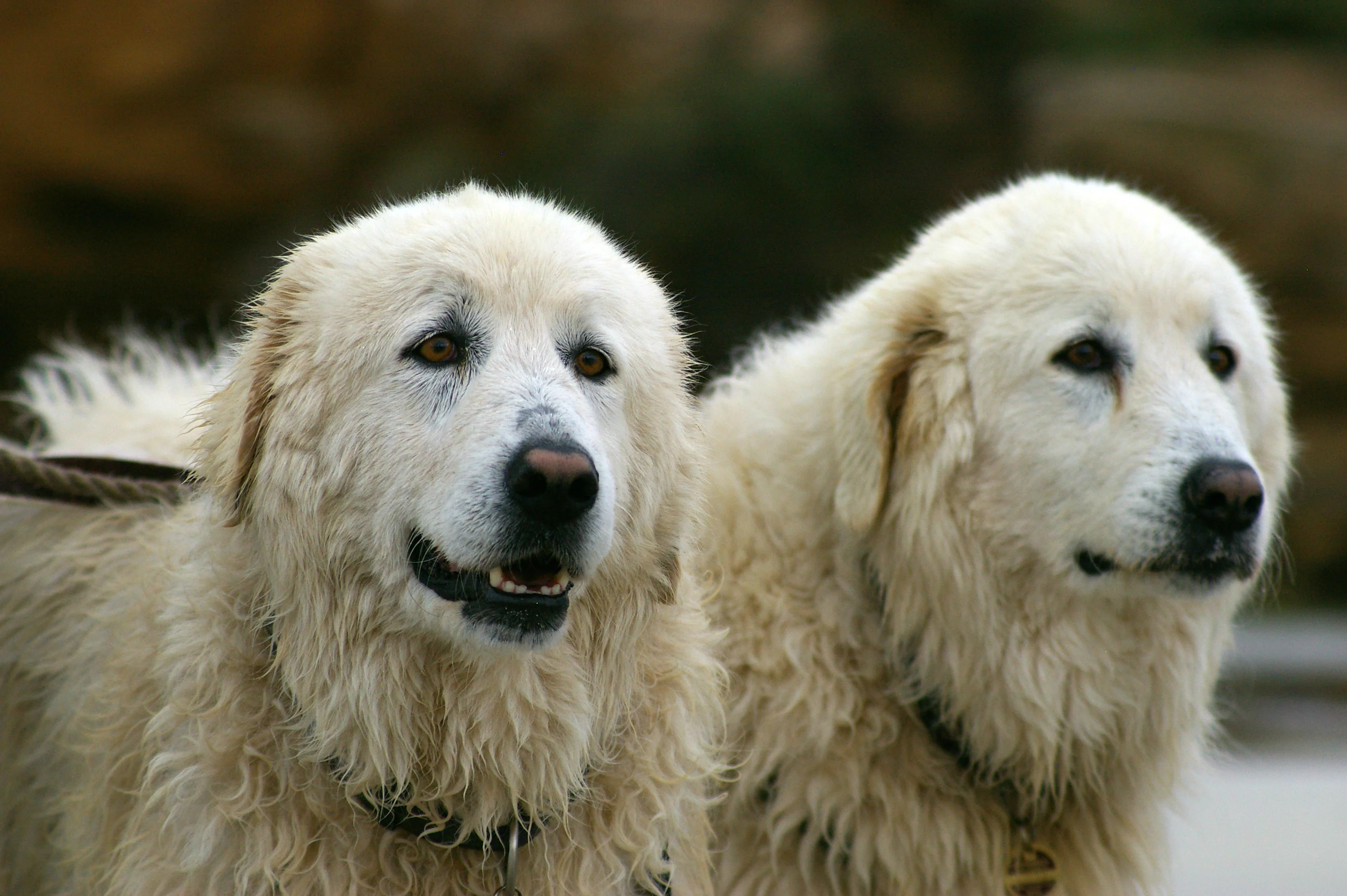 Maremma guardian dogs Tula and Eudy who help keep the Little Penguin colony safe on Middle Island, Warrnambool, Victoria.