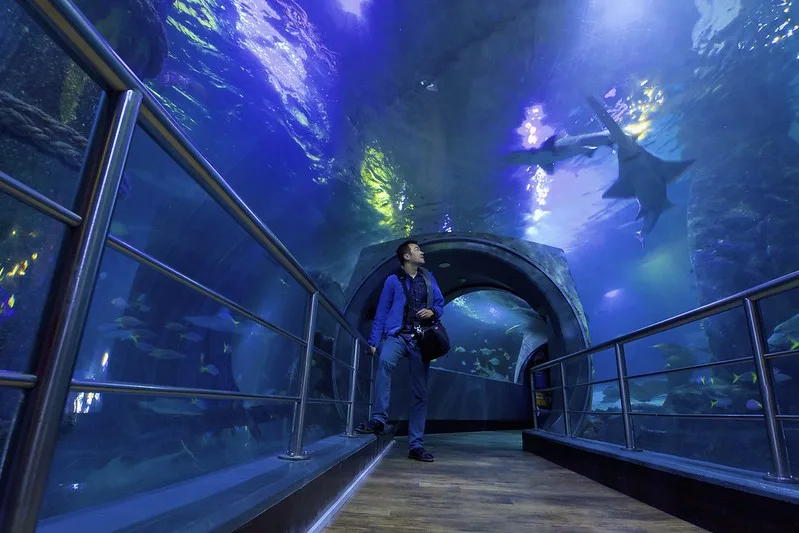 Man at looking up at shark at Melbourne Aquarium. 