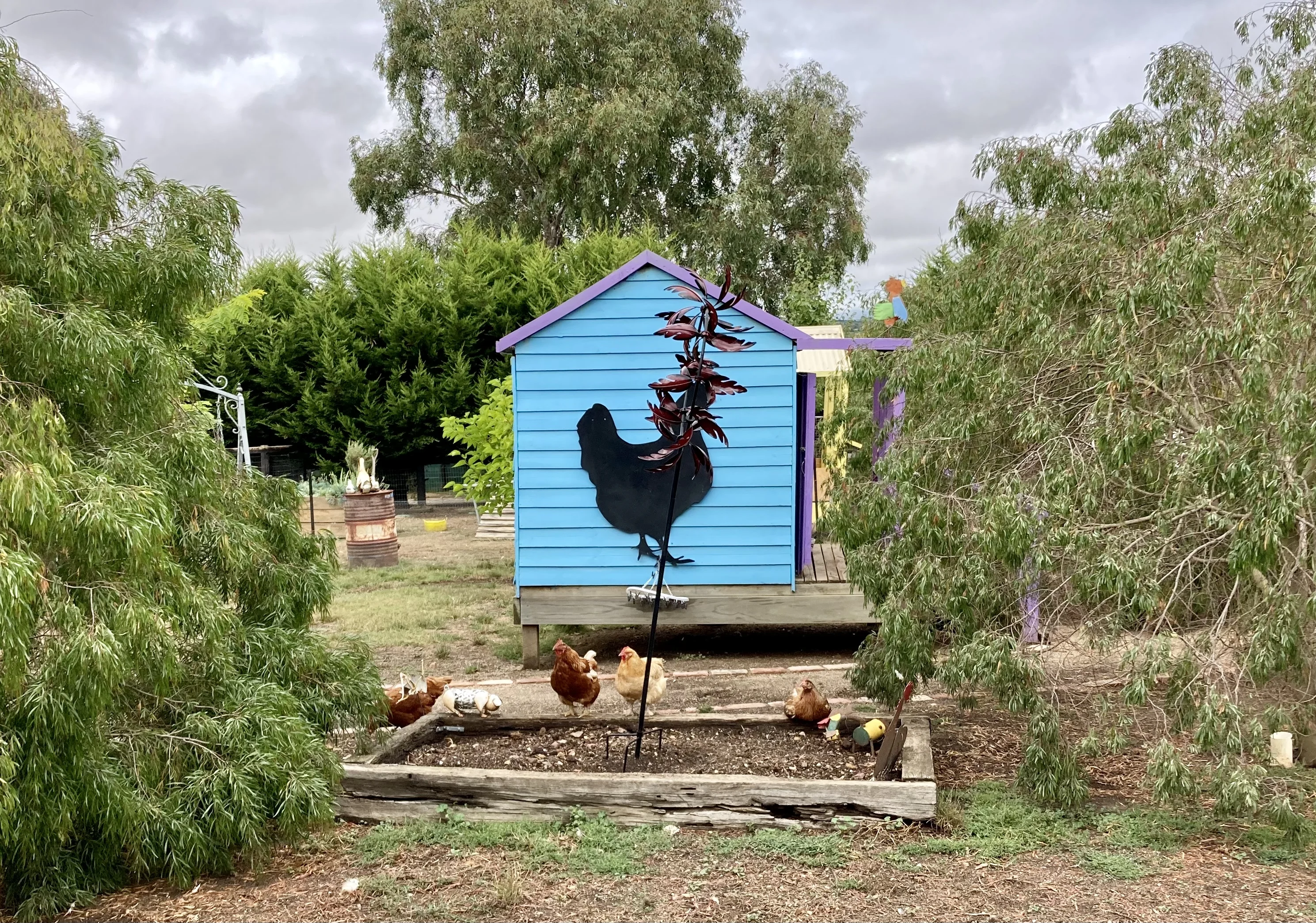 Chickens at Edgar's Mission, Lancefield