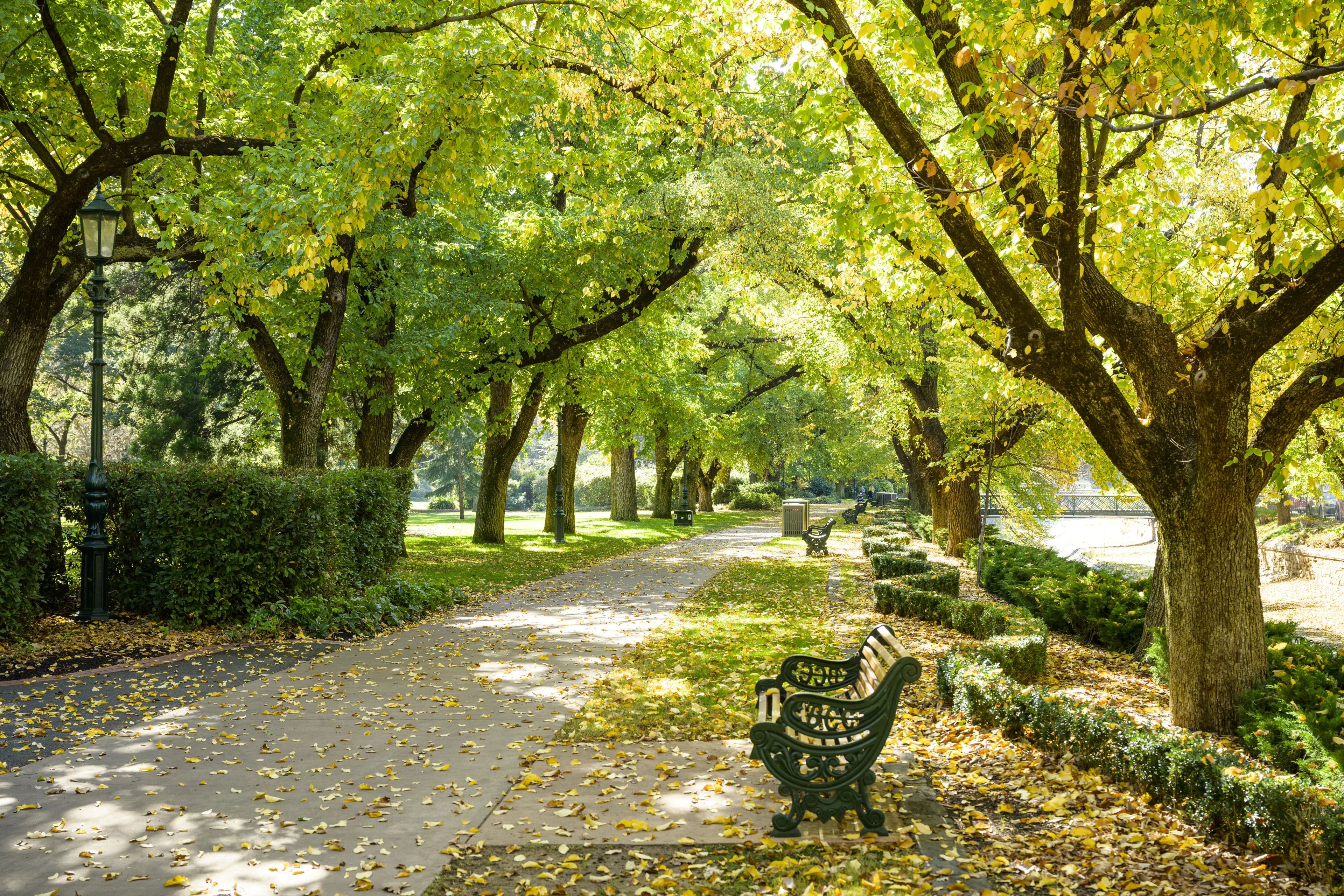 Benches under the tree canopy sheltered footpath in Rosalind Park, Bendigo, Victoria.