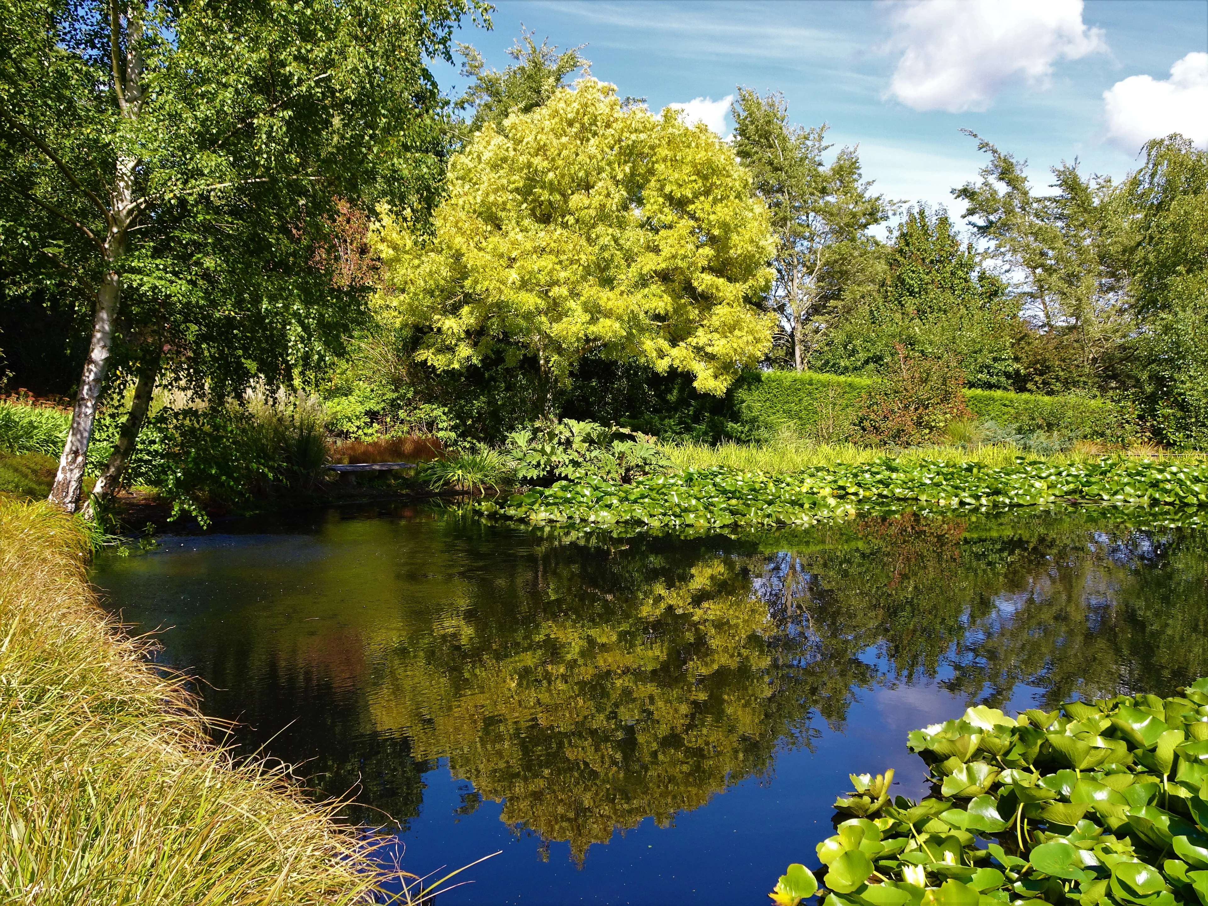 Tieve Tara Garden Lake, Macedon with Lake and Waterlilies. 