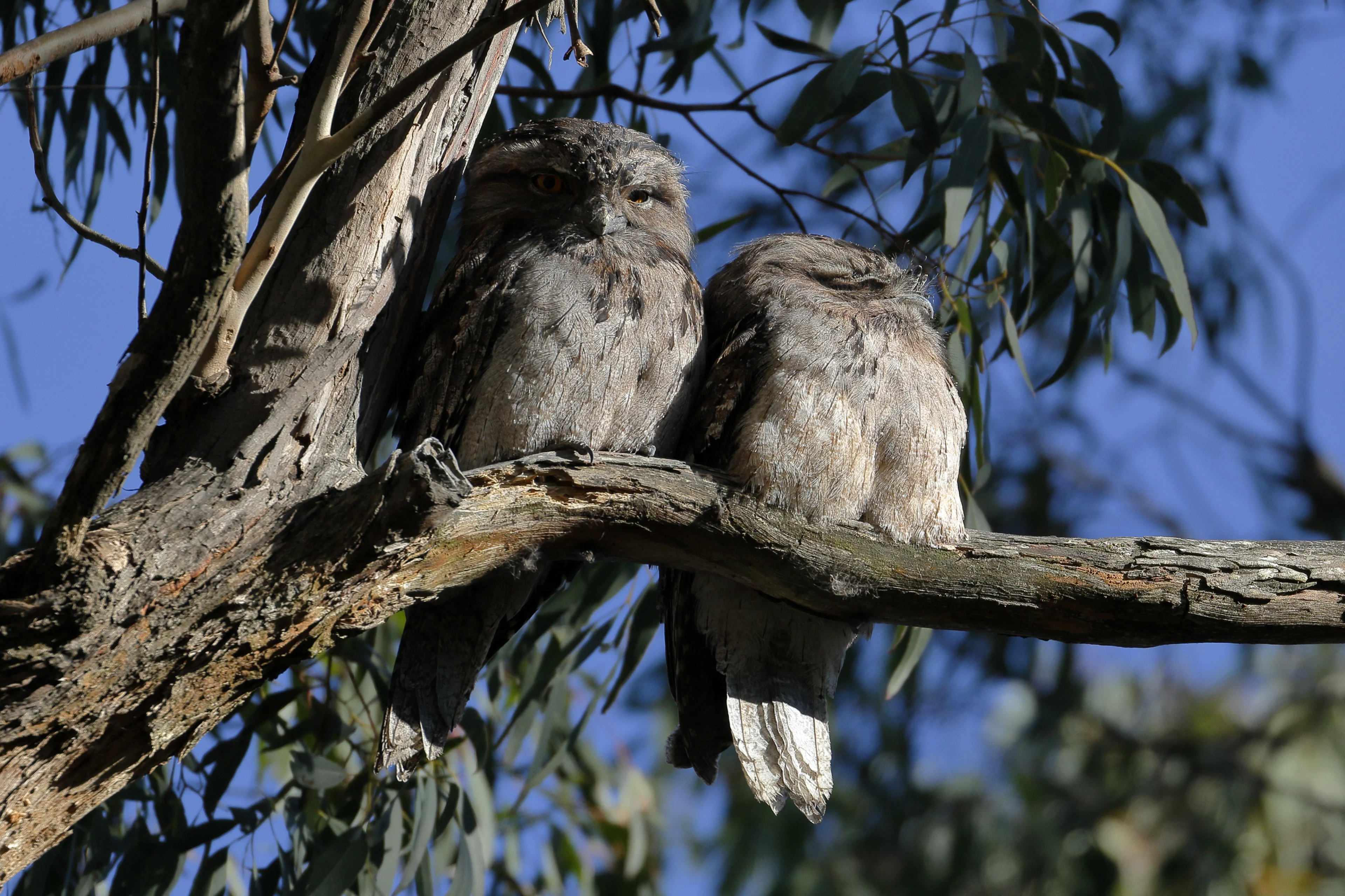 Tawny frogmouths on the outskirts of Woowookarung Regional Park, Ballarat