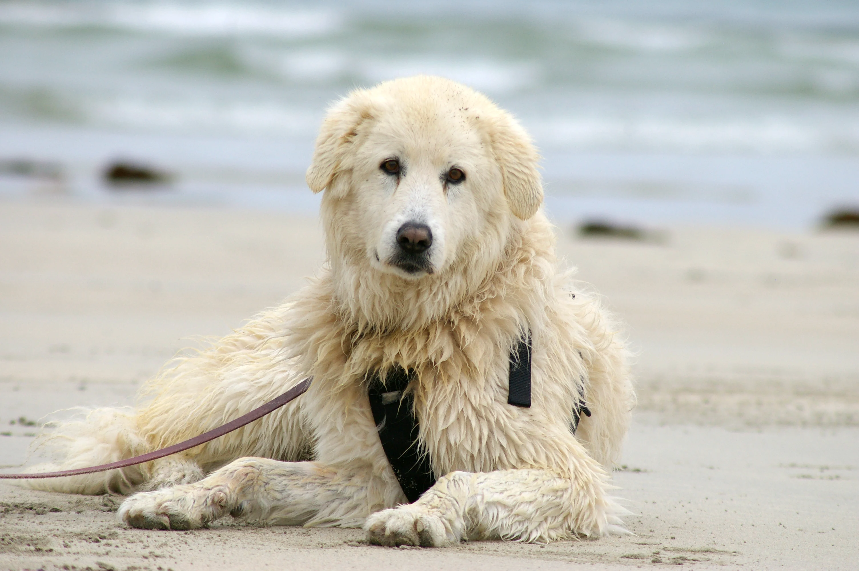 Maremma guardian dog Tula preparing to head for Middle Island where she helps protect a colony of Little Penguins. Warrnambool, Victoria.