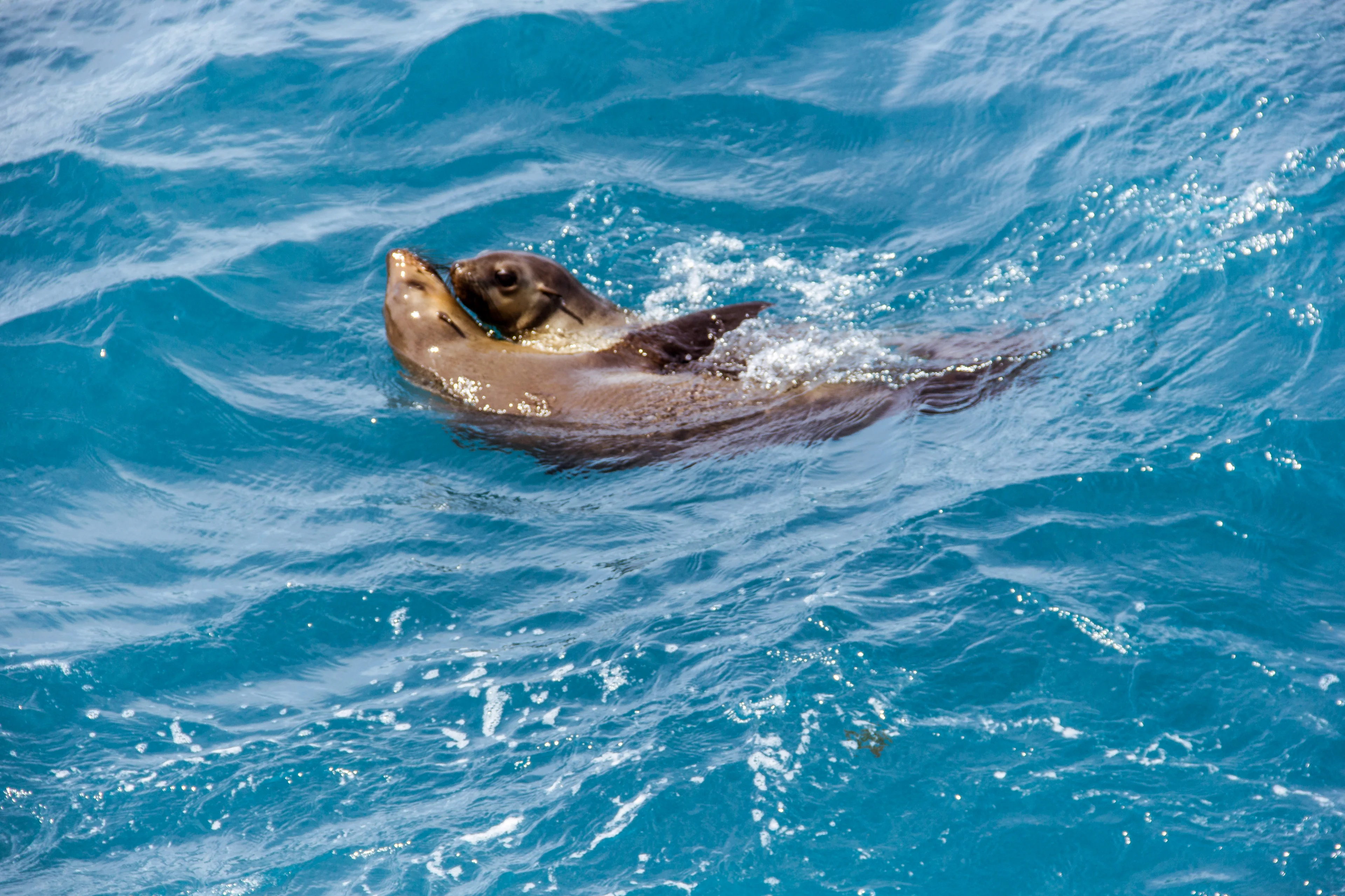 Two seals in an embrace in the sea off, photo taken from wildlife watching boat, Phillip Island
