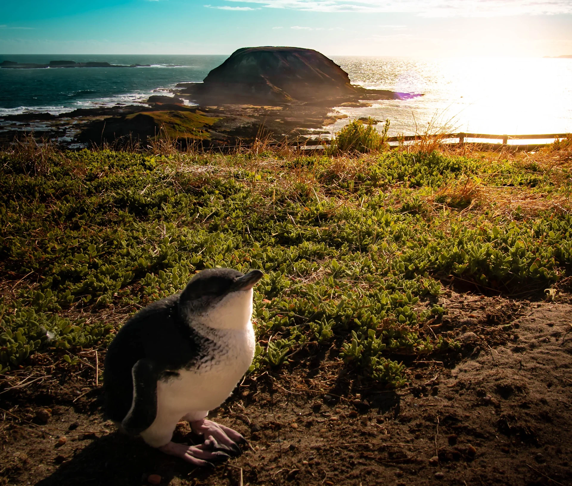 19 Best Things To Do in Phillip Island with Kids in 2024