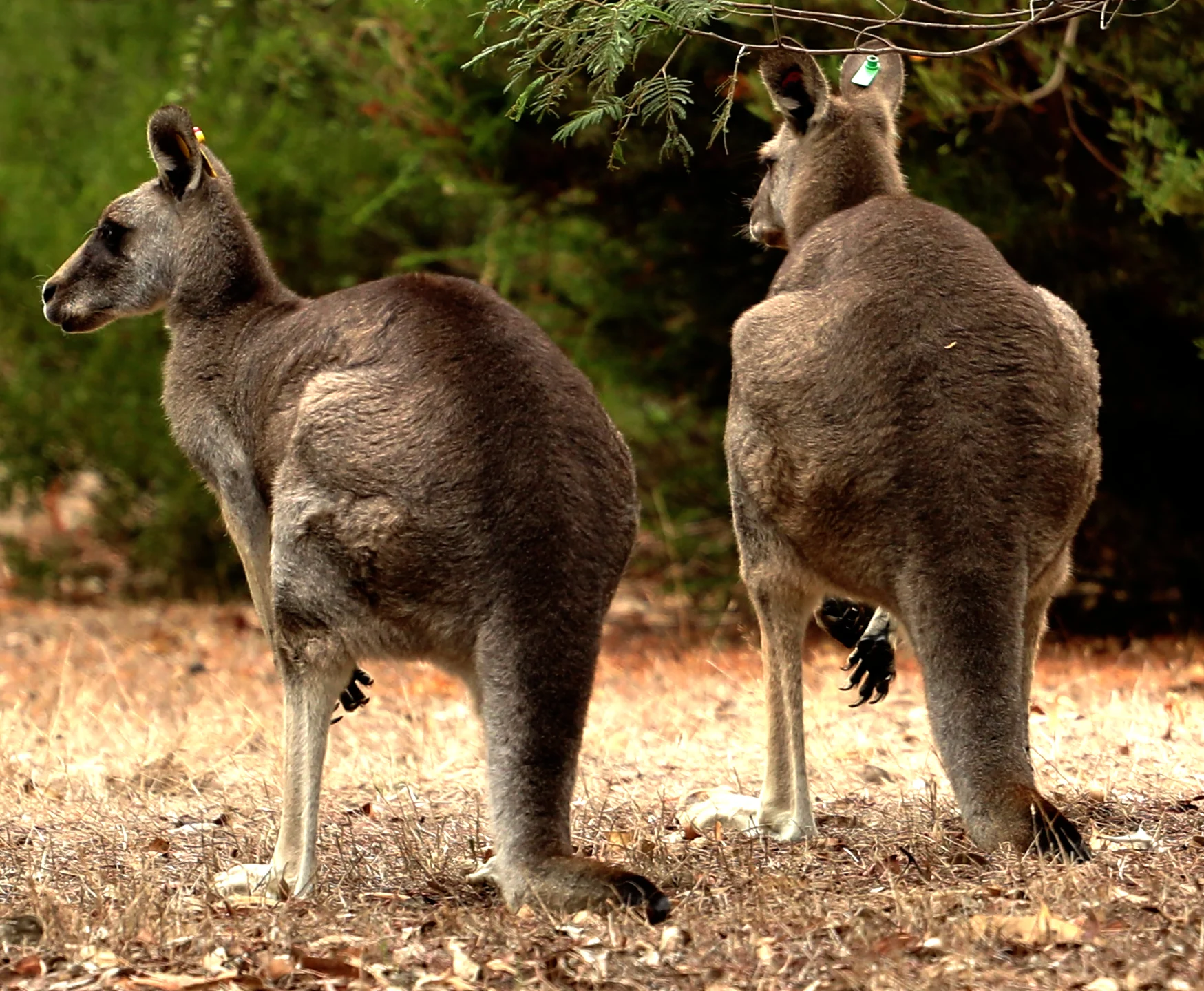 Kangaroos at Serendip Sanctuary, Lara, Victoria.