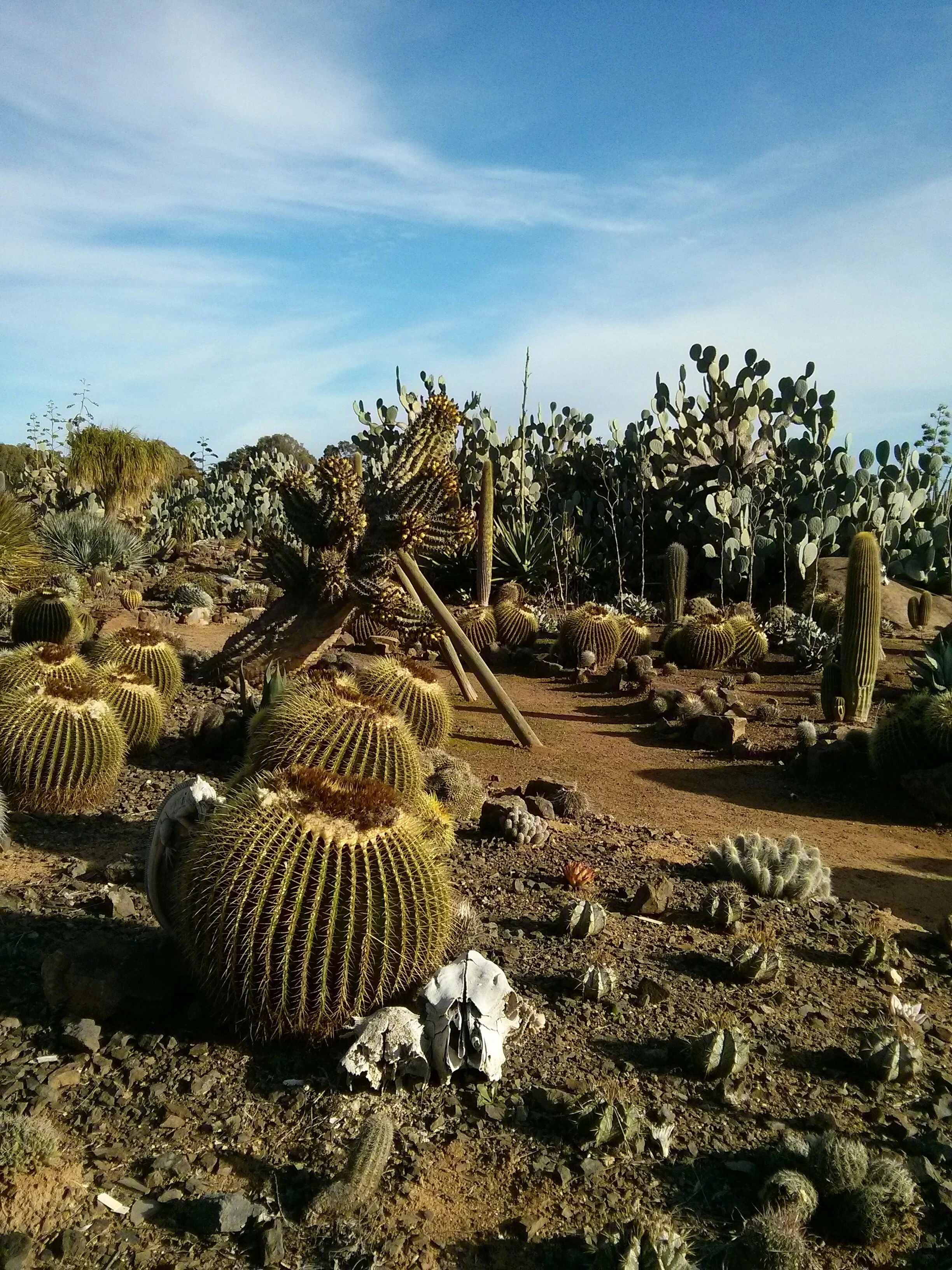 Gardens full of cacti