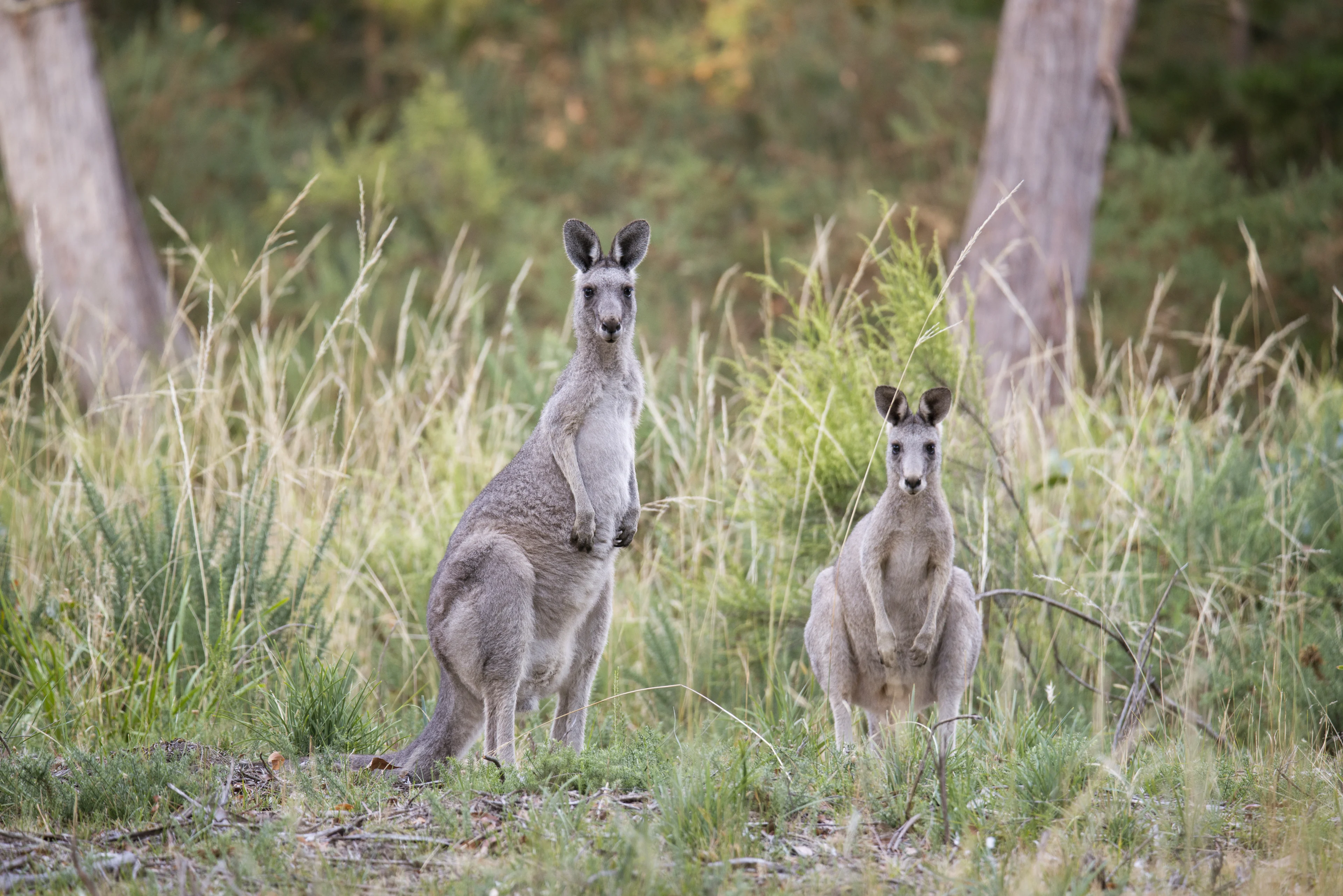 Two kangaroos at Woowookarung Regional Park, Ballarat