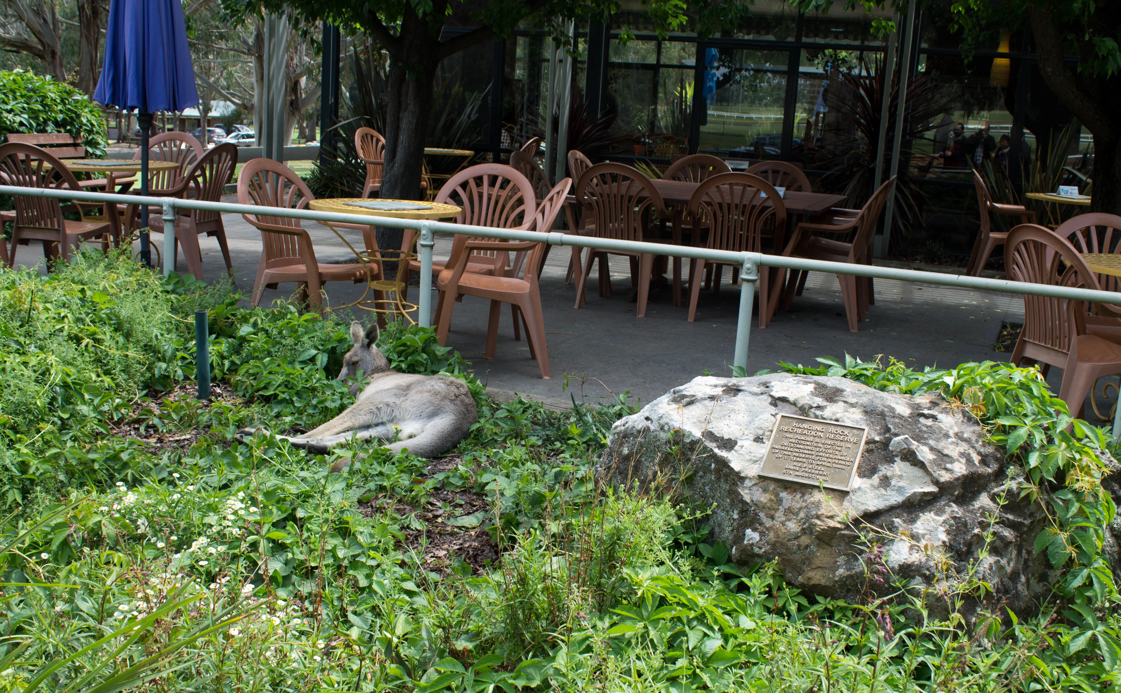 Kangaroo laying on grass next to chairs and tables at cafe