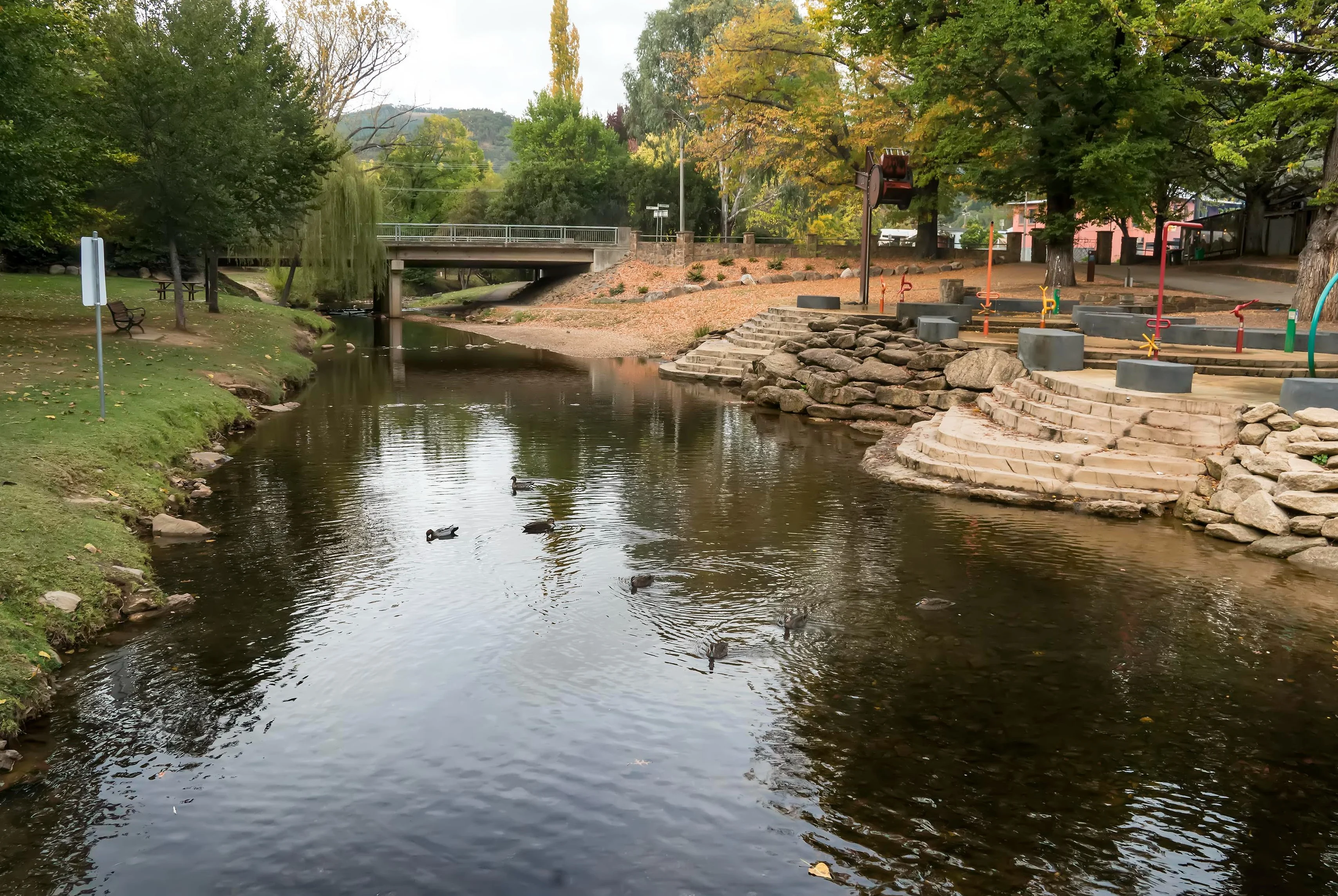 Ducks in the Ovens River beside the Bright Splash Park.