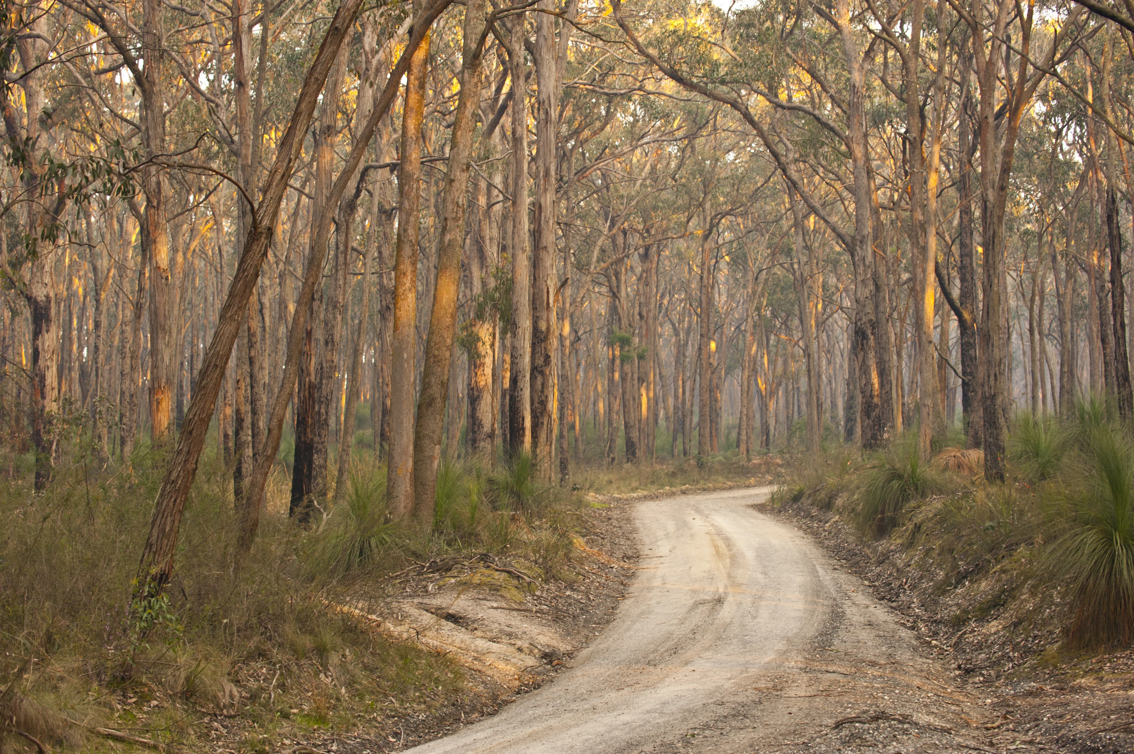Nature Trail through Grass Trees at Woowookarung Regional Park, Ballarat