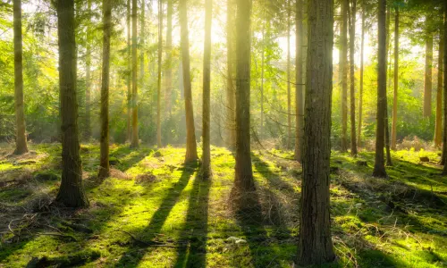 La forêt de Bouskoura à Casablanca