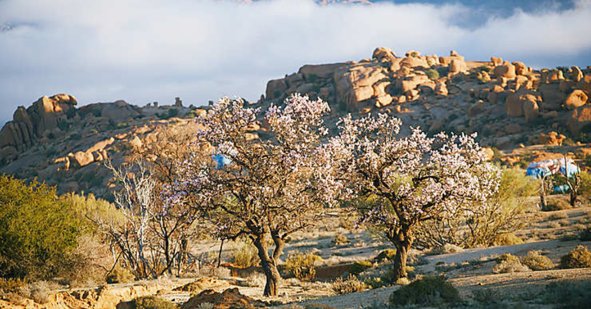 Le moussem des amandiers à Tafraout photo
