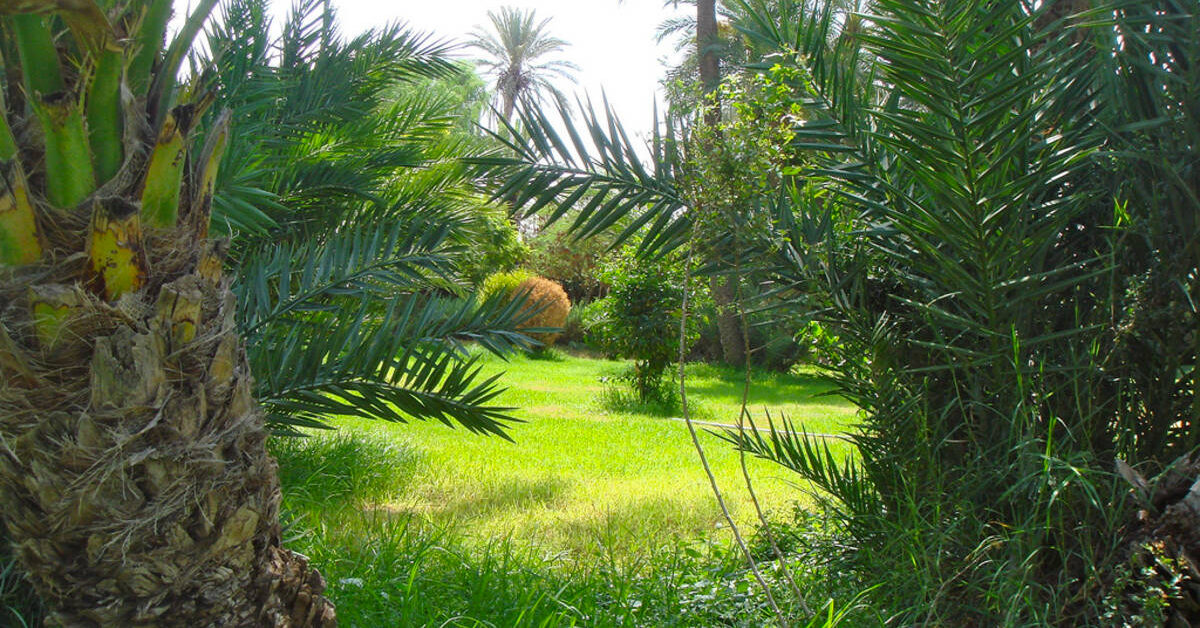 jardin othello photo