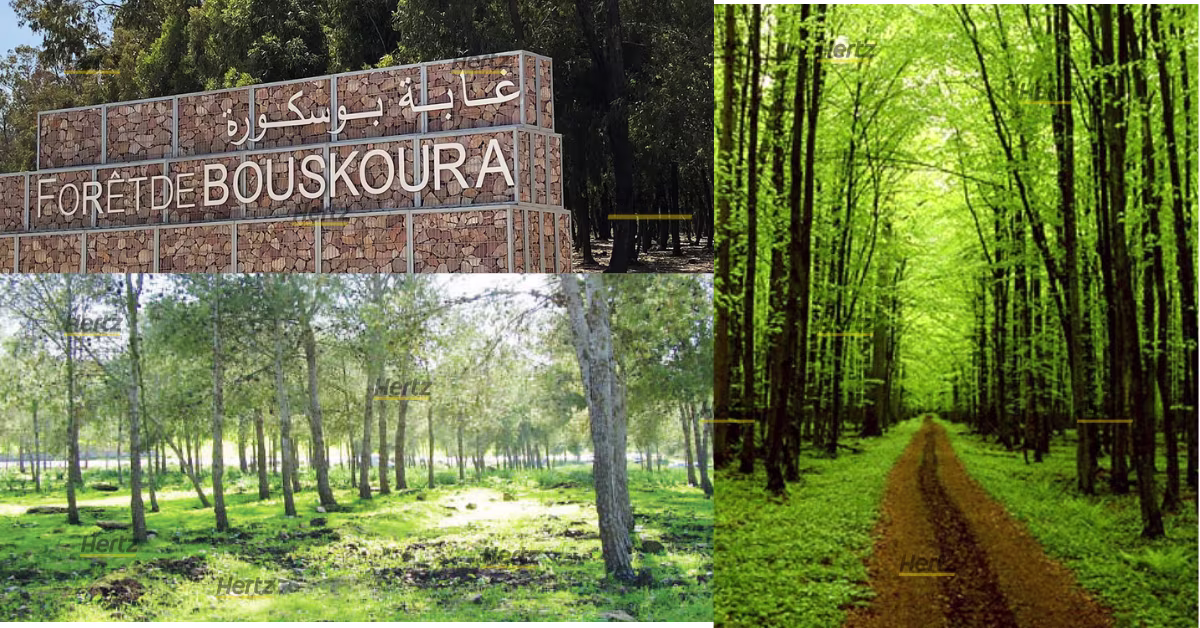 photo bouskoura