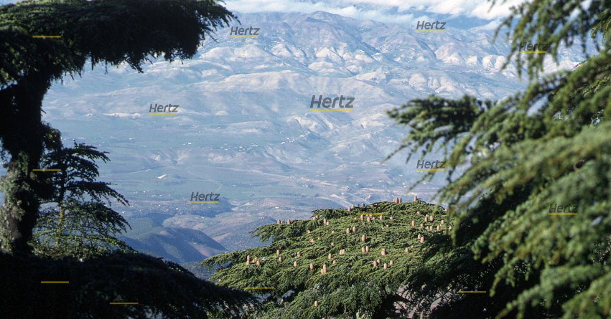 cédraie du Jbel Tazekka photo